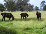 Horse Agistment 15 minutes north of Bunbury